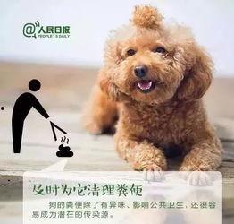 石家庄养狗最新爆料,最新爆料揭示养犬新动向 第1张 石家庄养狗最新爆料,最新爆料揭示养犬新动向 第1张