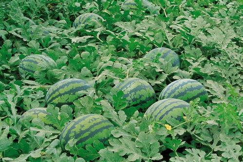 娱乐吃瓜场地图片高清,一场视觉盛宴的幕后揭秘 第1张 娱乐吃瓜场地图片高清,一场视觉盛宴的幕后揭秘 第1张